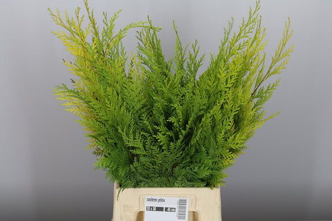 Yellow Conifer Branches (Chamaecyparis) Christmas Craft Wreath Florist Festive Decoration Fresh Foliage - Sprouts of Bristol