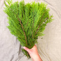 Yellow Conifer Branches (Chamaecyparis) – Fresh Foliage for Christmas Wreaths, Floristry & Festive Crafting - Sprouts of Bristol