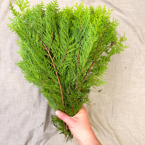 Yellow Conifer Branches (Chamaecyparis) – Fresh Foliage for Christmas Wreaths, Floristry & Festive Crafting - Sprouts of Bristol