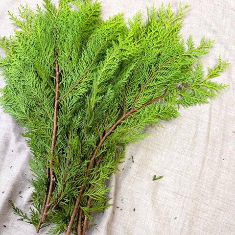 Yellow Conifer Branches (Chamaecyparis) – Fresh Foliage for Christmas Wreaths, Floristry & Festive Crafting - Sprouts of Bristol