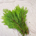 Yellow Conifer Branches (Chamaecyparis) – Fresh Foliage for Christmas Wreaths, Floristry & Festive Crafting - Sprouts of Bristol