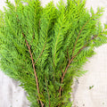 Yellow Conifer Branches (Chamaecyparis) – Fresh Foliage for Christmas Wreaths, Floristry & Festive Crafting - Sprouts of Bristol