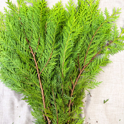 Yellow Conifer Branches (Chamaecyparis) – Fresh Foliage for Christmas Wreaths, Floristry & Festive Crafting - Sprouts of Bristol