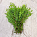 Yellow Conifer Branches (Chamaecyparis) – Fresh Foliage for Christmas Wreaths, Floristry & Festive Crafting - Sprouts of Bristol