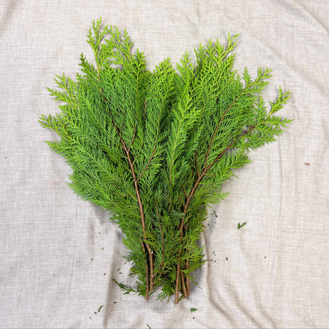 Yellow Conifer Branches (Chamaecyparis) – Fresh Foliage for Christmas Wreaths, Floristry & Festive Crafting - Sprouts of Bristol