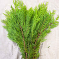Yellow Conifer Branches (Chamaecyparis) – Fresh Foliage for Christmas Wreaths, Floristry & Festive Crafting - Sprouts of Bristol