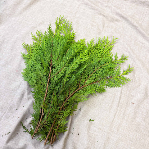 Yellow Conifer Branches (Chamaecyparis) – Fresh Foliage for Christmas Wreaths, Floristry & Festive Crafting - Sprouts of Bristol