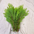 Yellow Conifer Branches (Chamaecyparis) – Fresh Foliage for Christmas Wreaths, Floristry & Festive Crafting - Sprouts of Bristol