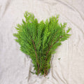 Yellow Conifer Branches (Chamaecyparis) – Fresh Foliage for Christmas Wreaths, Floristry & Festive Crafting - Sprouts of Bristol