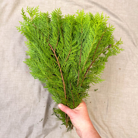 Yellow Conifer Branches (Chamaecyparis) – Fresh Foliage for Christmas Wreaths, Floristry & Festive Crafting - Sprouts of Bristol