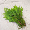 Yellow Conifer Branches (Chamaecyparis) – Fresh Foliage for Christmas Wreaths, Floristry & Festive Crafting - Sprouts of Bristol