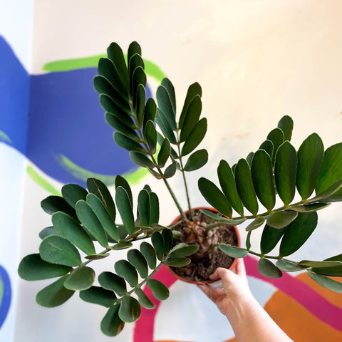 zamia palm plant Zamia furfuracea