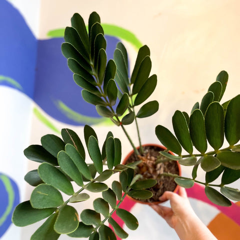 cardboard succulent Zamia furfuracea