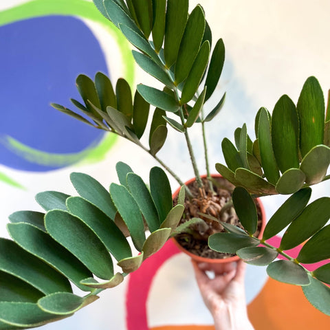 Zamia furfuracea - Cardboard Palm - Sprouts of Bristol