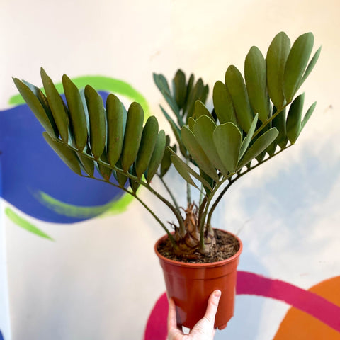 cardboard plant indoors Zamia furfuracea
