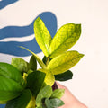 Zamioculcas zamiifolia ‘Chameleon’ – ZZ Plant - Sprouts of Bristol