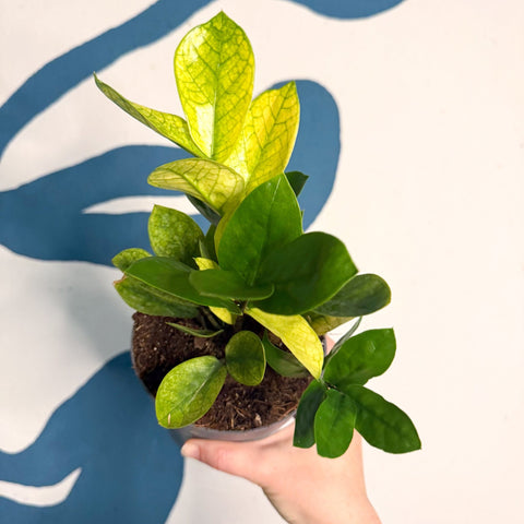 Zamioculcas zamiifolia ‘Chameleon’ – ZZ Plant - Sprouts of Bristol