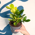Zamioculcas zamiifolia ‘Chameleon’ – ZZ Plant - Sprouts of Bristol