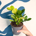 Zamioculcas zamiifolia ‘Chameleon’ – ZZ Plant - Sprouts of Bristol