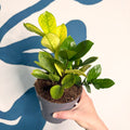Zamioculcas zamiifolia ‘Chameleon’ – ZZ Plant - Sprouts of Bristol