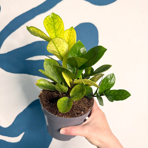 Zamioculcas zamiifolia ‘Chameleon’ – ZZ Plant - Sprouts of Bristol