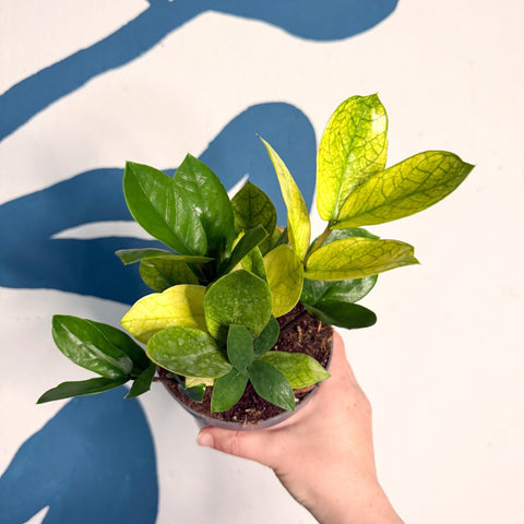 Zamioculcas zamiifolia ‘Chameleon’ – ZZ Plant - Sprouts of Bristol