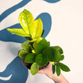 Zamioculcas zamiifolia ‘Chameleon’ – ZZ Plant - Sprouts of Bristol