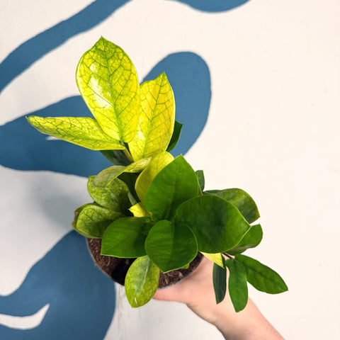 Zamioculcas zamiifolia ‘Chameleon’ – ZZ Plant - Sprouts of Bristol