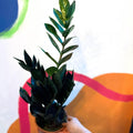Zamioculcas zamiifolia 'Raven' - Black ZZ Plant - Sprouts of Bristol