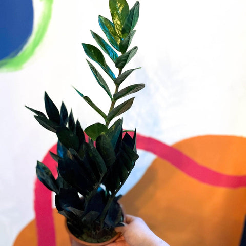 Zamioculcas zamiifolia 'Raven' - Black ZZ Plant - Sprouts of Bristol
