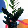 Zamioculcas zamiifolia 'Raven' - Black ZZ Plant - Sprouts of Bristol