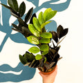 Zamioculcas zamiifolia 'Raven' - Black ZZ Plant - Sprouts of Bristol