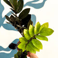 Zamioculcas zamiifolia 'Raven' - Black ZZ Plant - Sprouts of Bristol