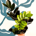 Zamioculcas zamiifolia 'Raven' - Black ZZ Plant - Sprouts of Bristol
