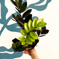 Zamioculcas zamiifolia 'Raven' - Black ZZ Plant - Sprouts of Bristol