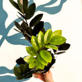 Zamioculcas zamiifolia 'Raven' - Black ZZ Plant - Sprouts of Bristol