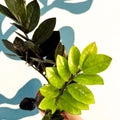 Zamioculcas zamiifolia 'Raven' - Black ZZ Plant - Sprouts of Bristol