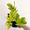 Zamioculcas zamiifolia variegata - Sprouts of Bristol