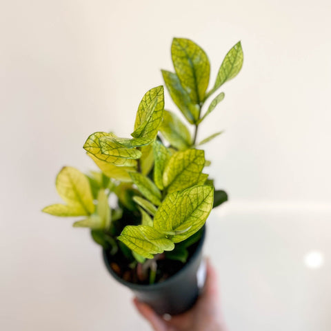 Zamioculcas zamiifolia variegata - Sprouts of Bristol