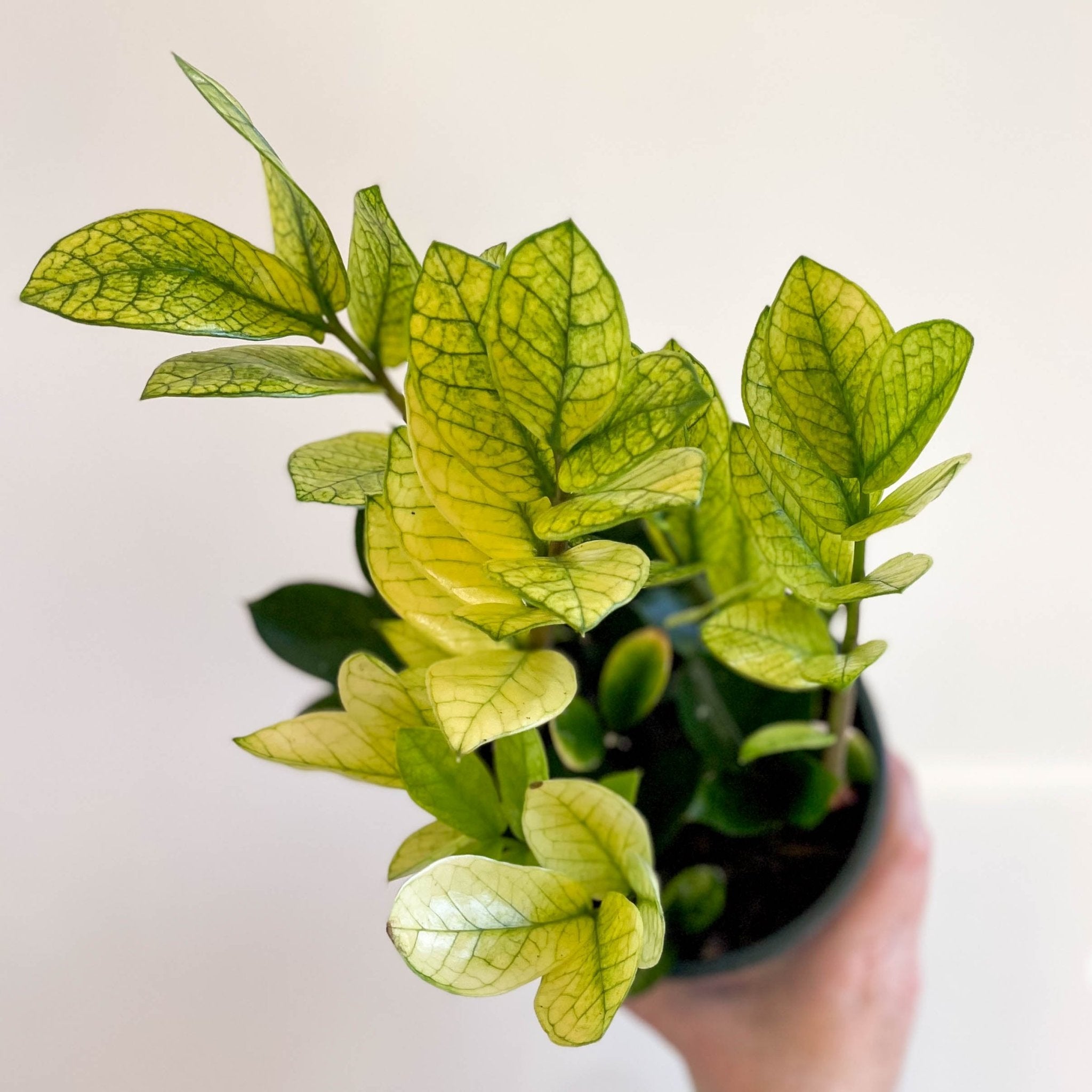 Zamioculcas zamiifolia variegata – Sprouts of Bristol