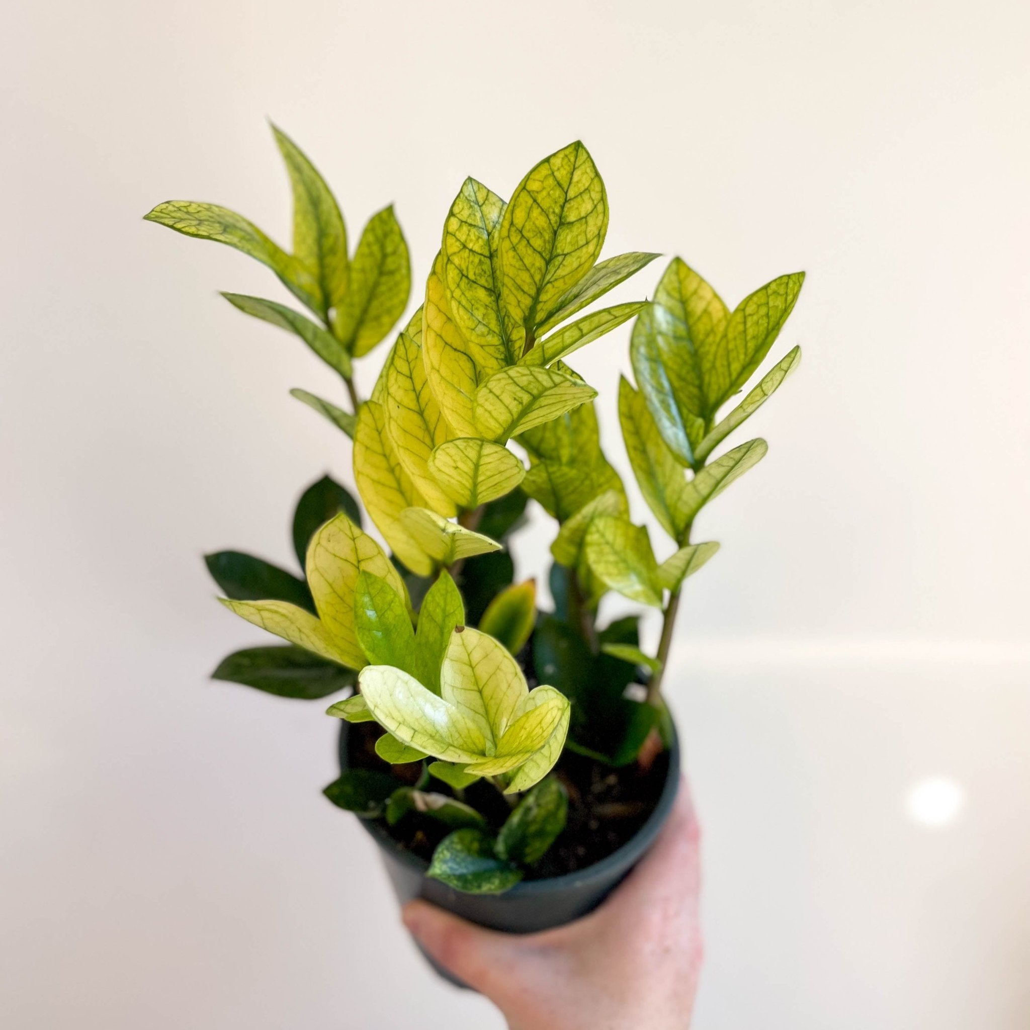 Zamioculcas zamiifolia variegata – Sprouts of Bristol