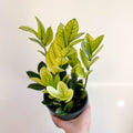 Zamioculcas zamiifolia variegata - Sprouts of Bristol