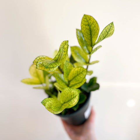 Zamioculcas zamiifolia variegata - Sprouts of Bristol