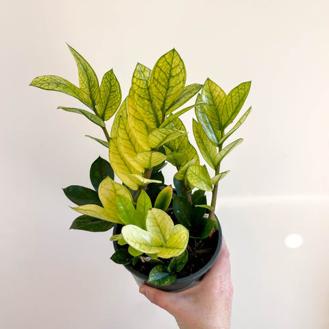 variegated zz plant online india Zamioculcas zamiifolia variegata – Sprouts of Bristol