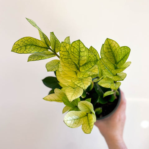 variegated zz plant uk Zamioculcas zamiifolia variegata – Sprouts of Bristol