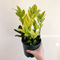 Zamioculcas zamiifolia variegata - Sprouts of Bristol