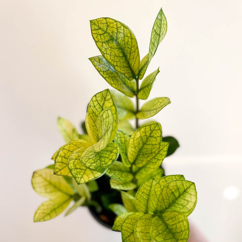 Zamioculcas zamiifolia variegata - Sprouts of Bristol