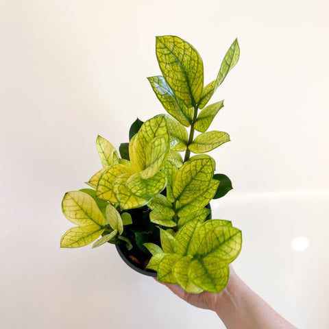 Zamioculcas zamiifolia variegata - Sprouts of Bristol