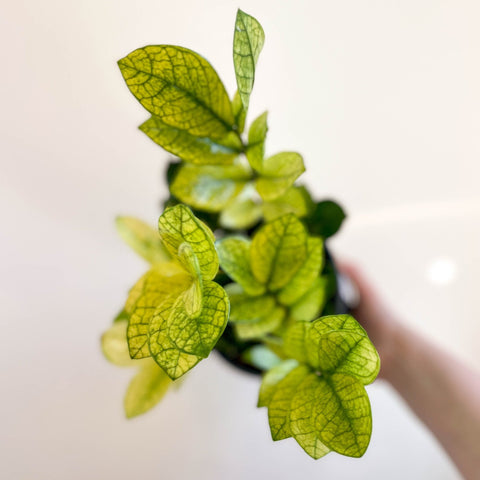 Zamioculcas zamiifolia variegata - Sprouts of Bristol