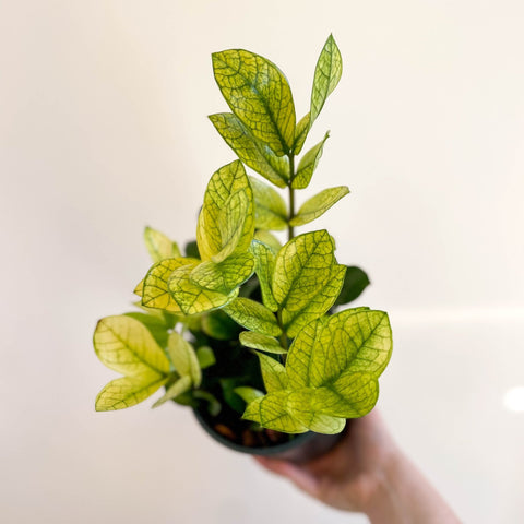 Zamioculcas zamiifolia variegata - Sprouts of Bristol